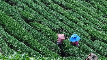 Forest Spring Blossom -150 gram