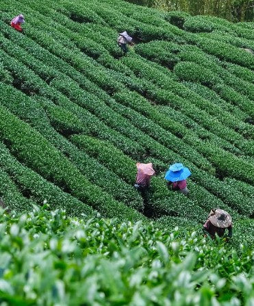 Forest Spring Blossom -75 grams